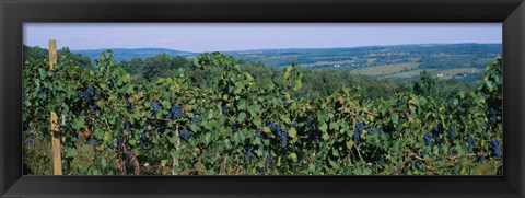 Framed Bunch of grapes in a vineyard, Finger Lakes region, New York State, USA Print