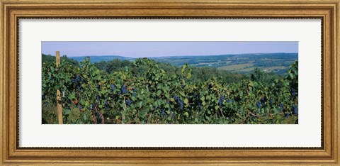Framed Bunch of grapes in a vineyard, Finger Lakes region, New York State, USA Print