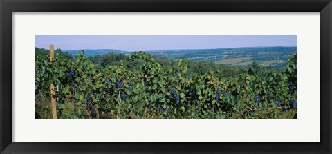 Framed Bunch of grapes in a vineyard, Finger Lakes region, New York State, USA Print