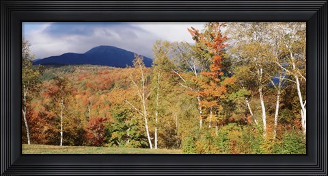Framed Trees on a field in front of a mountain, Mount Washington, White Mountain National Forest, Bartlett, New Hampshire, USA Print