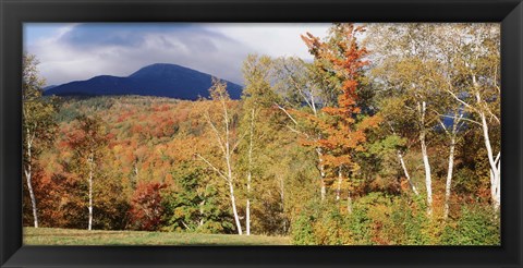 Framed Trees on a field in front of a mountain, Mount Washington, White Mountain National Forest, Bartlett, New Hampshire, USA Print