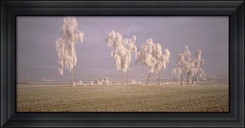 Framed Birch Trees w\ rime Switzerland Print
