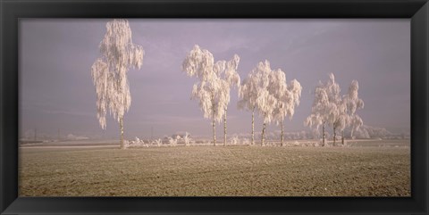 Framed Birch Trees w\ rime Switzerland Print