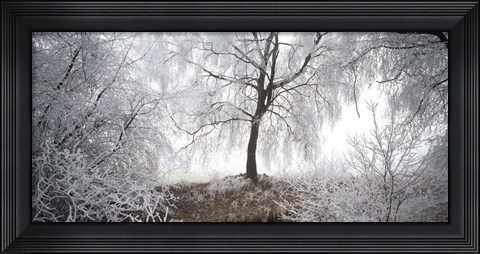 Framed Birch trees covered with snow, Switzerland Print