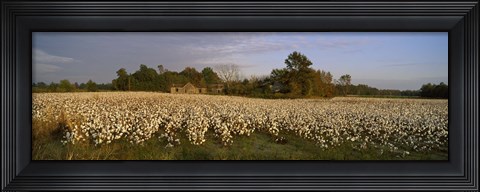 Framed Cotton plants in a field, North Carolina, USA Print