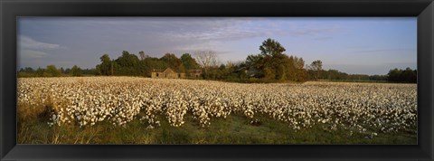 Framed Cotton plants in a field, North Carolina, USA Print