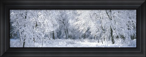 Framed Winter, Forest, Yosemite National Park, California, USA Print