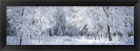 Framed Winter, Forest, Yosemite National Park, California, USA Print