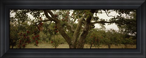 Framed Apple trees in an orchard, Sebastopol, Sonoma County, California, USA Print