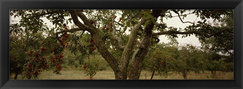 Framed Apple trees in an orchard, Sebastopol, Sonoma County, California, USA Print