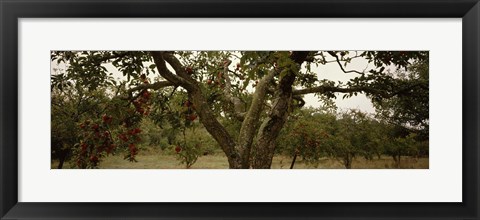 Framed Apple trees in an orchard, Sebastopol, Sonoma County, California, USA Print