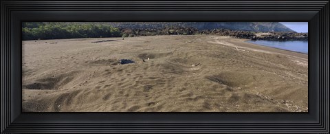 Framed Green turtles nesting at a coast, Isabela Island, Galapagos Islands, Ecuador Print