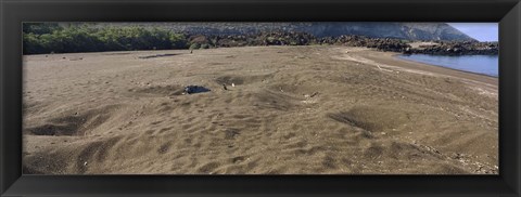 Framed Green turtles nesting at a coast, Isabela Island, Galapagos Islands, Ecuador Print