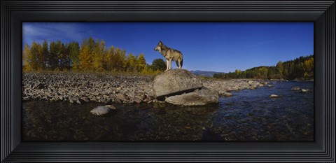 Framed Wolf standing on a rock at the riverbank, US Glacier National Park, Montana, USA Print