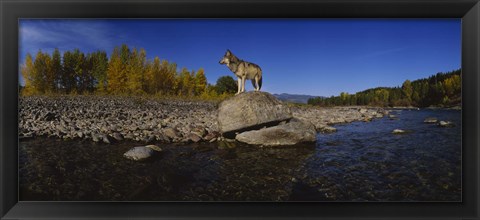 Framed Wolf standing on a rock at the riverbank, US Glacier National Park, Montana, USA Print