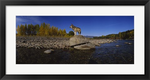 Framed Wolf standing on a rock at the riverbank, US Glacier National Park, Montana, USA Print