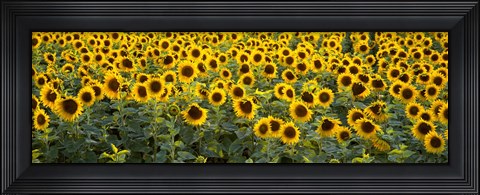 Framed Sunflowers (Helianthus annuus) in a field, Bouches-Du-Rhone, Provence, France Print