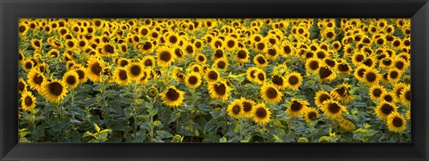 Framed Sunflowers (Helianthus annuus) in a field, Bouches-Du-Rhone, Provence, France Print