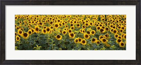 Framed Sunflowers (Helianthus annuus) in a field, Bouches-Du-Rhone, Provence, France Print