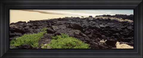 Framed Lava rocks at a coast, Floreana Island, Galapagos Islands, Ecuador Print