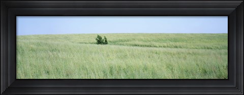 Framed Grass on a field, Prairie Grass, Iowa, USA Print