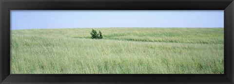 Framed Grass on a field, Prairie Grass, Iowa, USA Print