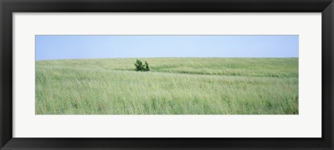 Framed Grass on a field, Prairie Grass, Iowa, USA Print