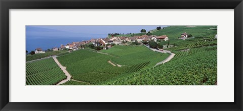 Framed Vineyards overlooking Lake Geneva, Switzerland Print