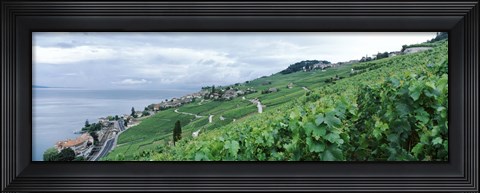 Framed Vineyard on a hillside in front of a lake, Lake Geneva, Rivaz, Vaud, Switzerland Print