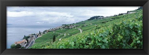 Framed Vineyard on a hillside in front of a lake, Lake Geneva, Rivaz, Vaud, Switzerland Print