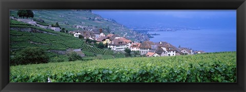 Framed Vineyards, Rivaz, Switzerland Print