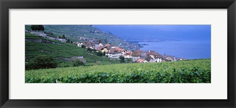 Framed Vineyards, Rivaz, Switzerland Print