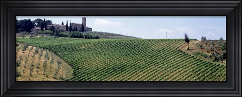 Framed Vineyards and Olive Grove outside San Gimignano Tuscany Italy Print