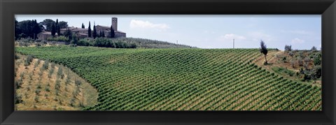 Framed Vineyards and Olive Grove outside San Gimignano Tuscany Italy Print