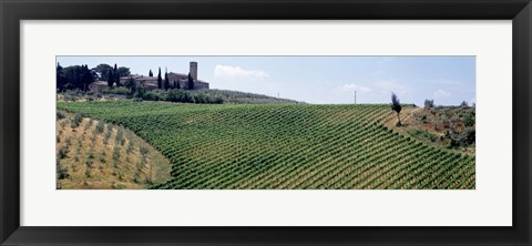 Framed Vineyards and Olive Grove outside San Gimignano Tuscany Italy Print