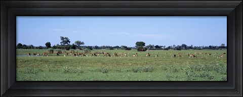 Framed Red Lechwee Moremi Game Reserve Botswana Africa Print