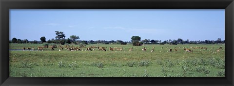 Framed Red Lechwee Moremi Game Reserve Botswana Africa Print