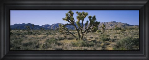 Framed Joshua trees on a landscape, Joshua Tree National Monument, California, USA Print