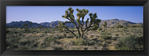 Framed Joshua trees on a landscape, Joshua Tree National Monument, California, USA Print