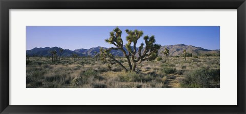 Framed Joshua trees on a landscape, Joshua Tree National Monument, California, USA Print