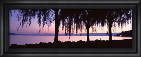 Framed Weeping Willows, Lake Geneva, St Saphorin, Switzerland Print