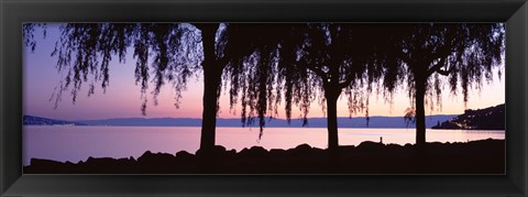 Framed Weeping Willows, Lake Geneva, St Saphorin, Switzerland Print