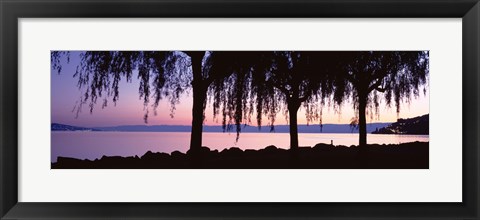 Framed Weeping Willows, Lake Geneva, St Saphorin, Switzerland Print