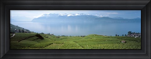 Framed Vineyard at the lakeside, Lake Geneva, Switzerland Print