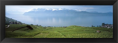 Framed Vineyard at the lakeside, Lake Geneva, Switzerland Print