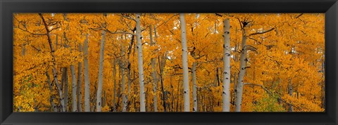 Framed Quaking Aspens Dixie National Forest UT Print