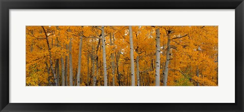 Framed Quaking Aspens Dixie National Forest UT Print