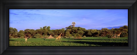 Framed Giraffes in a field, Moremi Wildlife Reserve, Botswana, South Africa Print