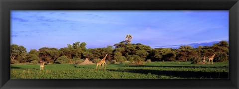 Framed Giraffes in a field, Moremi Wildlife Reserve, Botswana, South Africa Print