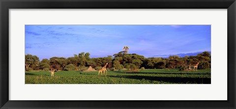 Framed Giraffes in a field, Moremi Wildlife Reserve, Botswana, South Africa Print